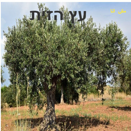 עץ הזית