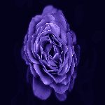 Image de profil de null