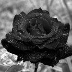 Image de profil de Rose_Noire