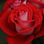 Image de profil de null