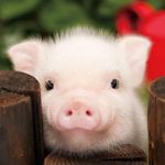 Image de profil de null