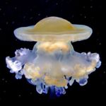 Image de profil de null