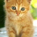 Image de profil de Chatquiécrit