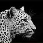 Image de profil de null