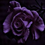 Image de profil de null