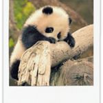 Image de profil de iriscameline