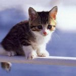 Image de profil de amand3004