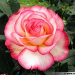 Image de profil de Mirabella