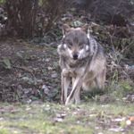 Image de profil de Loup