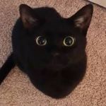 Image de profil de null