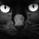 Image de profil de Cat à Strophes