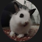 Image de profil de null