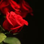 Image de profil de null
