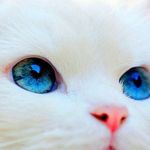 Image de profil de null