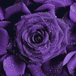 Image de profil de null