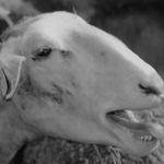 Image de profil de null
