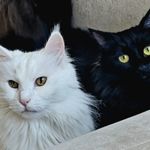 Image de profil de Chilem T