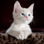 Image de profil de null