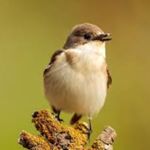 Image de profil de Dea Le Moineau