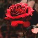 Image de profil de null