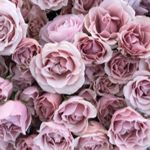 Image de profil de null