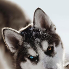 Image de profil de null