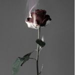 Image de profil de blomlister