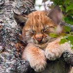 Image de profil de null