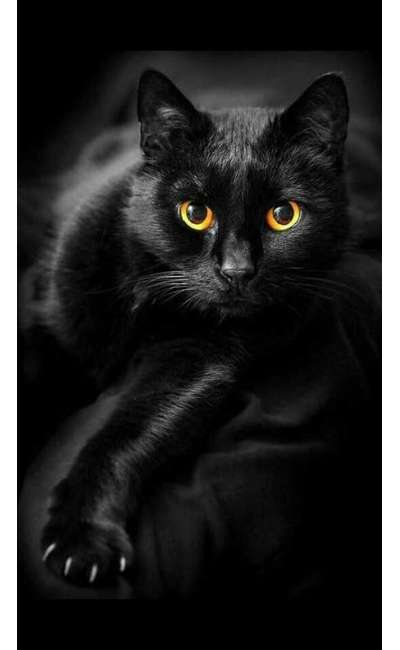 Image de couverture de Dors, mon chat, dors