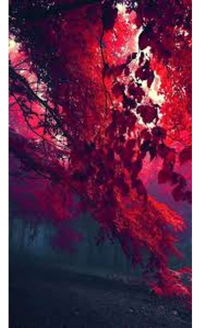 Image de couverture de Un arbre pour la vie