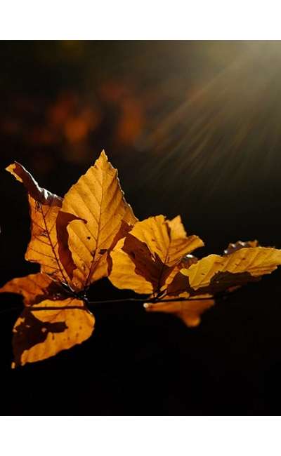 Image de couverture de Réponse à "Writober 2023"