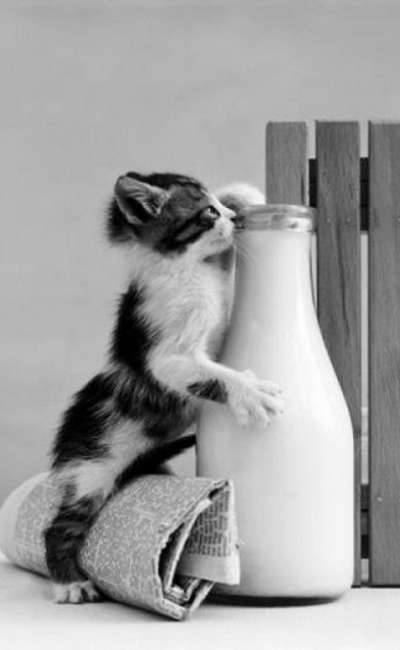 Image de couverture de Par bonheur, le lait...