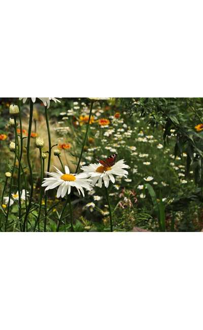 Image de couverture de Cancans