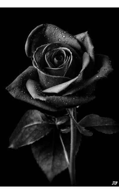 Image de couverture de Noires sont les roses