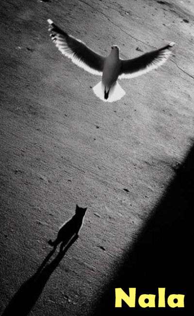 Image de couverture de Nala (2026) ❤️ ≽^•⩊•^≼
