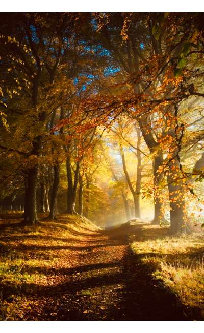 Image de couverture de L'automne
