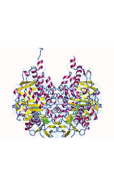 Image de couverture de BC-S12-41-Monoamine oxydase