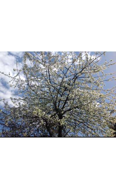 Image de couverture de Tanka boiteux