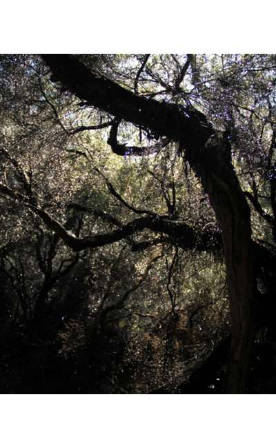 Image de couverture de L'Arbre