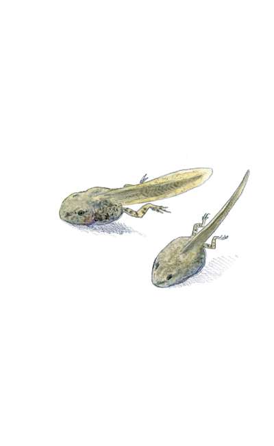 Image de couverture de Simple comme une grenouille