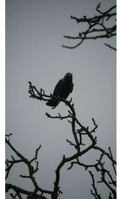 Image de couverture de Le chant des corbeaux [En cours]