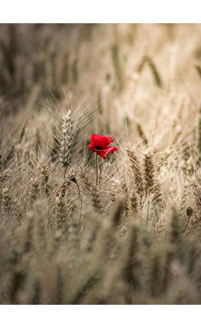 Image de couverture de Lady Méline de Larose