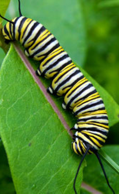 Image de couverture de La chenille
