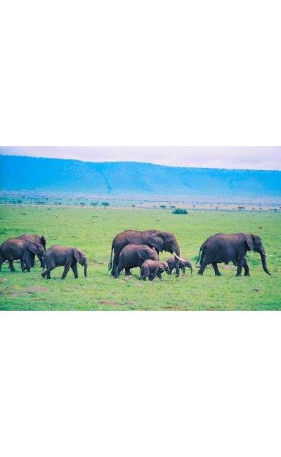 Image de couverture de UNCD #128 - Défilé d'un troupeau d'éléphants (Nouvelle)
