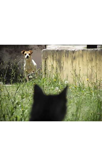 Image de couverture de Défi - Mes petits bonheurs (lettre)