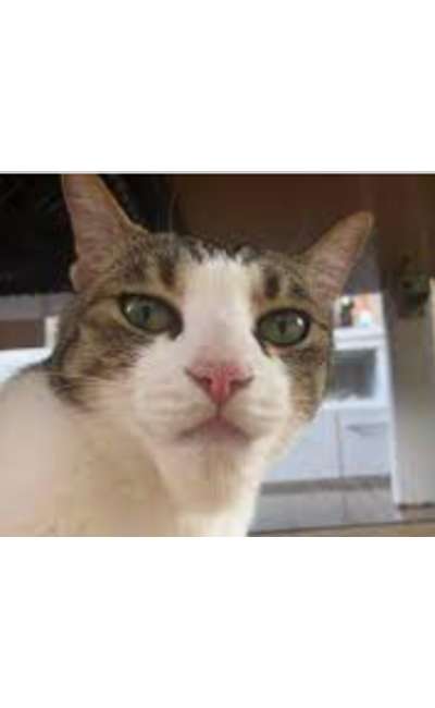 Image de couverture de Le chat est subtil