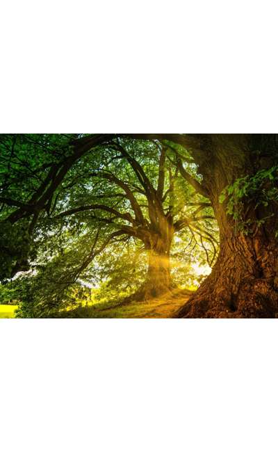 Image de couverture de L'Aube et les Forêts