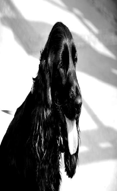 Image de couverture de Car tu marcheras toujours à mes côtés