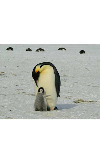Image de couverture de Pochade - La potion de Noël (Conte)