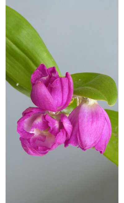 Image de couverture de Le Fleuriste et l'Orchidée